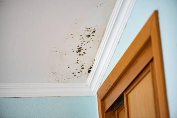 Best Basement Mold Remediation in Fairfield Beach, OH