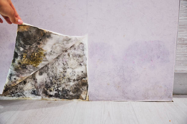 Professional Mold Remediation in Fairfield Beach, OH
